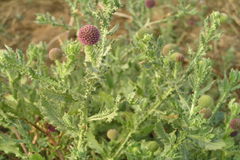 Sphaeranthus indicus